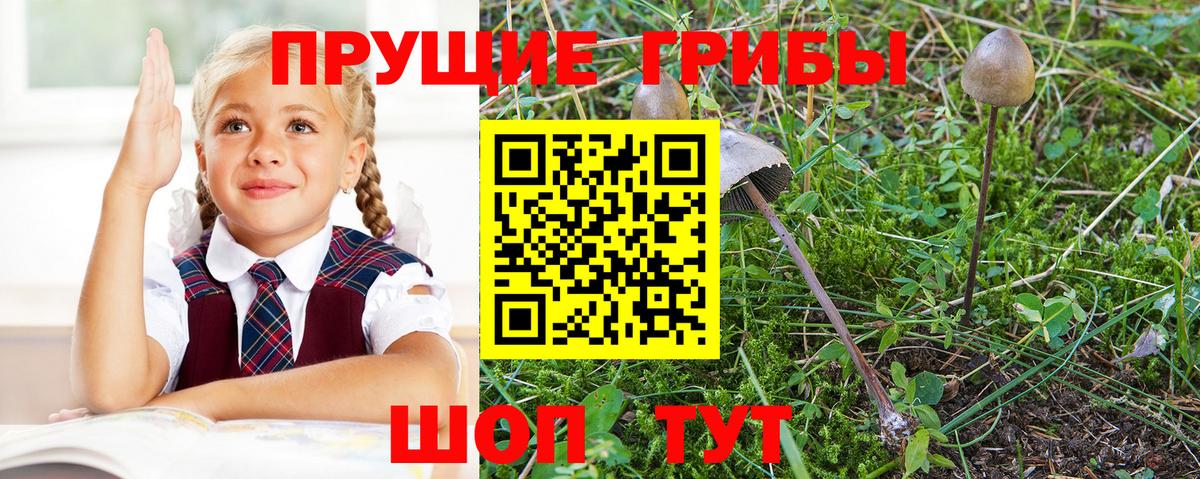 Псилоцибиновые грибы GOLDEN TEACHER Кулебаки